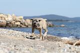 CANE CORSO 528